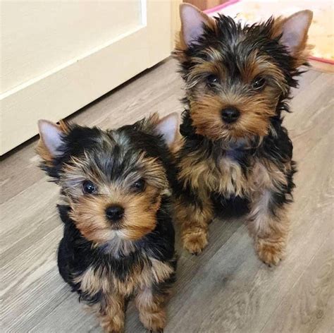 Female & Male Yorkies available Mom is 7lbs and Dad is 5 lbs for additional information I can be reached at (240)619-XXXX. . Yorkshire terrier puppies for sale near me